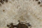 Free-Standing, Petoskey Stone (Fossil Coral) Section - Michigan #356985-1